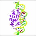 VISUALIZING THE DNA DOUBLE-STRAND BREAK PROCESS FOR THE FIRST TIME